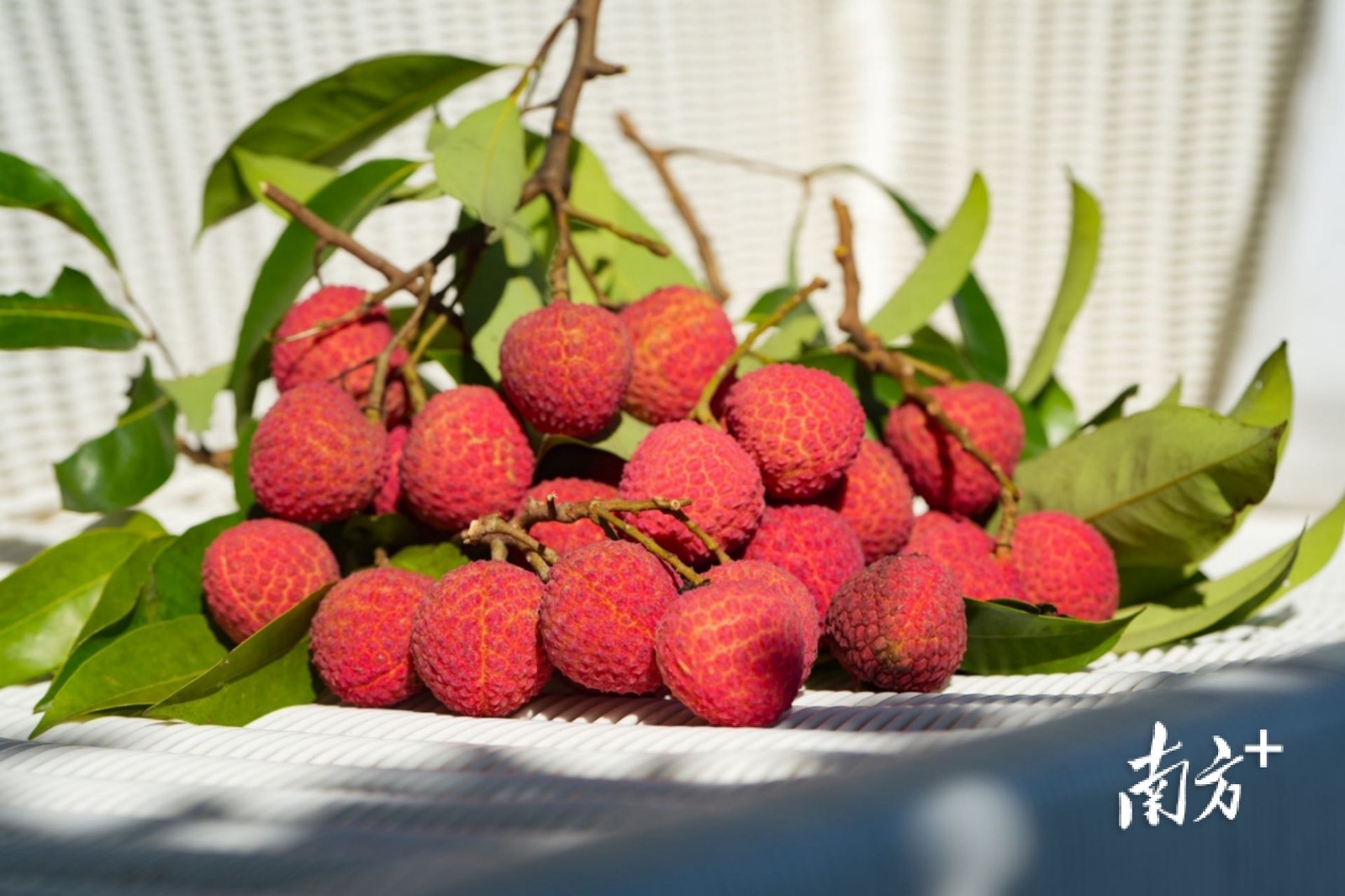 Nanshan Lychee-shenzhen Nanshan Lychee-shenzhen